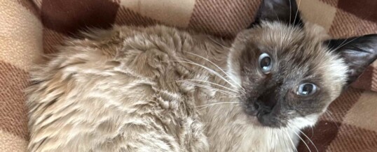 Yes, You Can Go Home Again